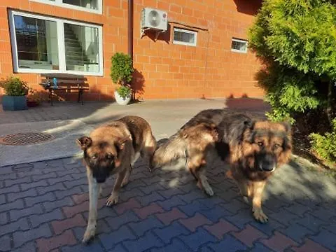 Kaprys Konukevi Jesionka